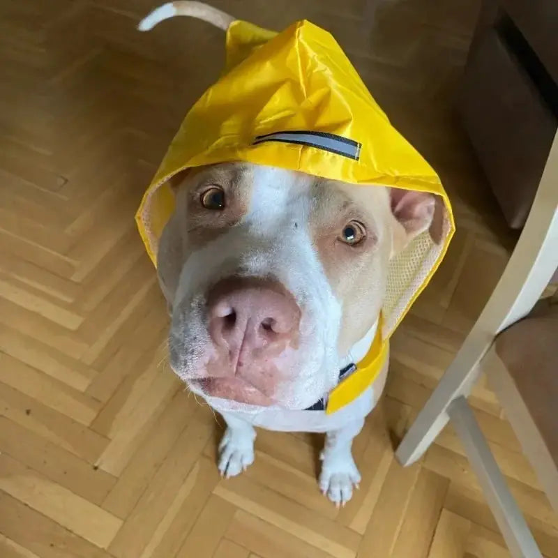 Original Raincoat Pet Supplies