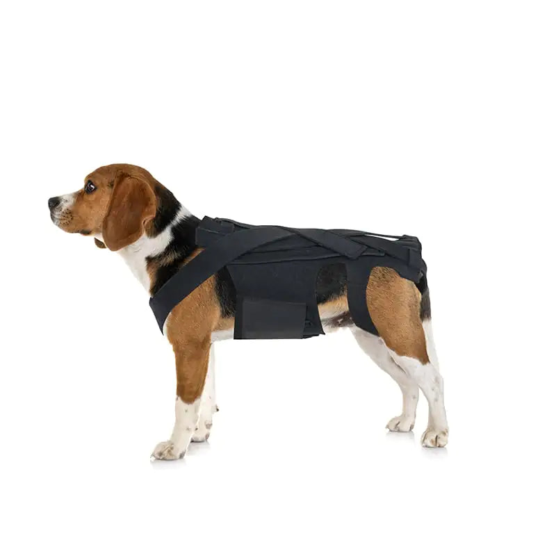 Dog Back Brace for IVDD Arthritis and Recovery